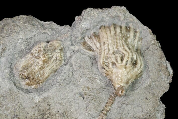 Two Fossil Crinoids (Aorocrinus & Eretmocrinus) - Gilmore City, Iowa #148683
